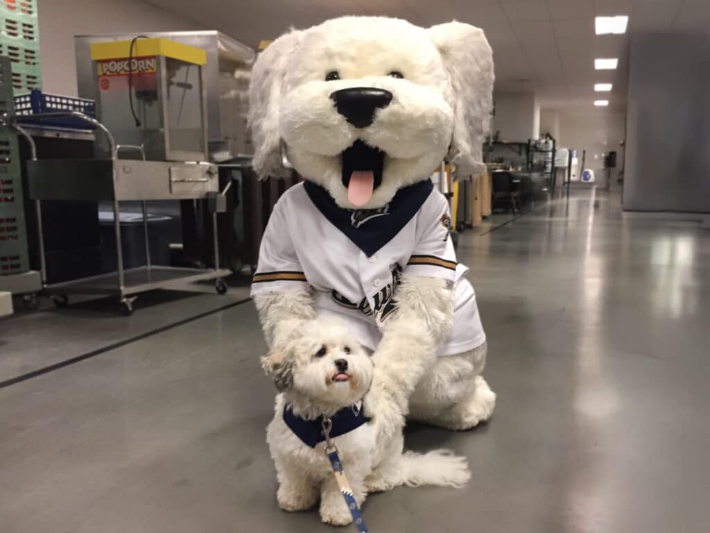 Hank the Dog from the Milwaukee Brewers taking a photo with the Mascot Hank the Dog